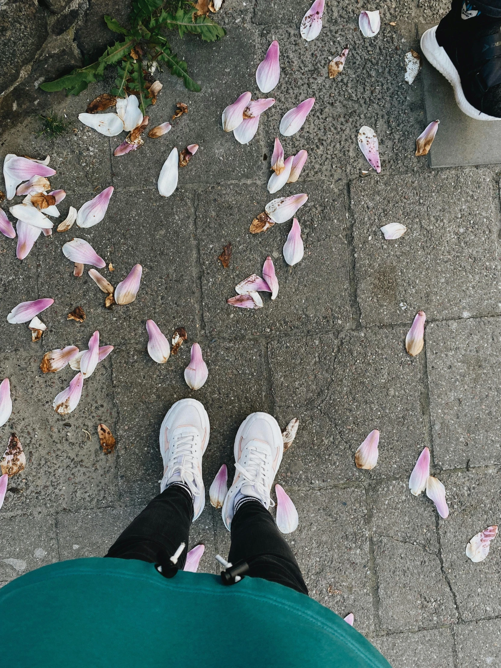 a person with black pants stands in the midst of pink and white flowers