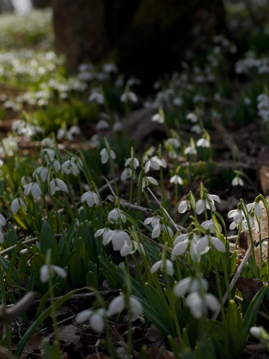 snowdrops in the woods, with a dead tree behind