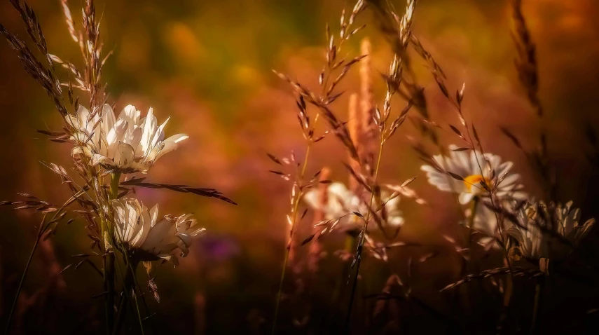 some white and yellow flowers and brown grass