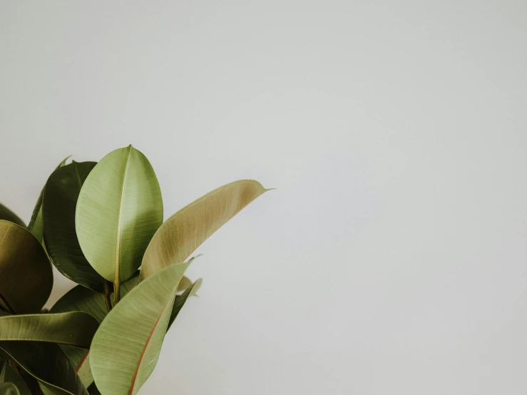 a plant in a pot sitting next to white wall