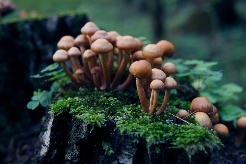 a group of brown mushrooms sitting on the side of a log