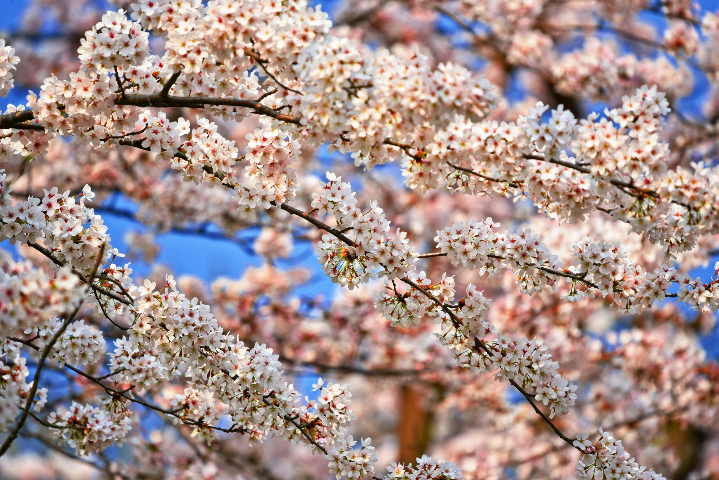 a large tree with lots of white and purple blossoms