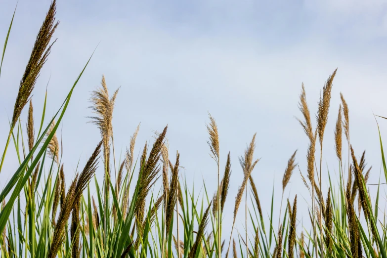 a group of tall grass is in the sun