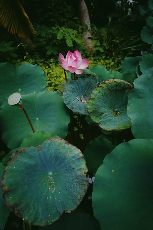 some pink flowers are sitting in the middle of green plants