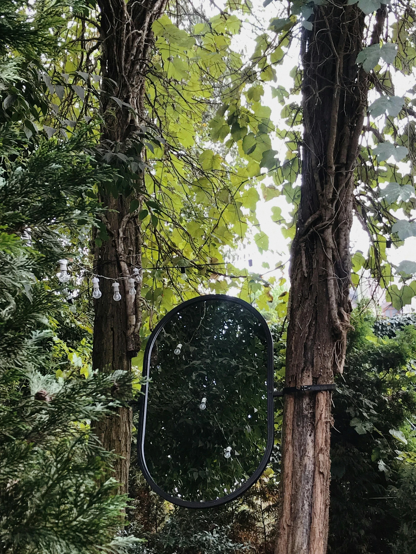 a mirror attached to a tree in the middle of a forest