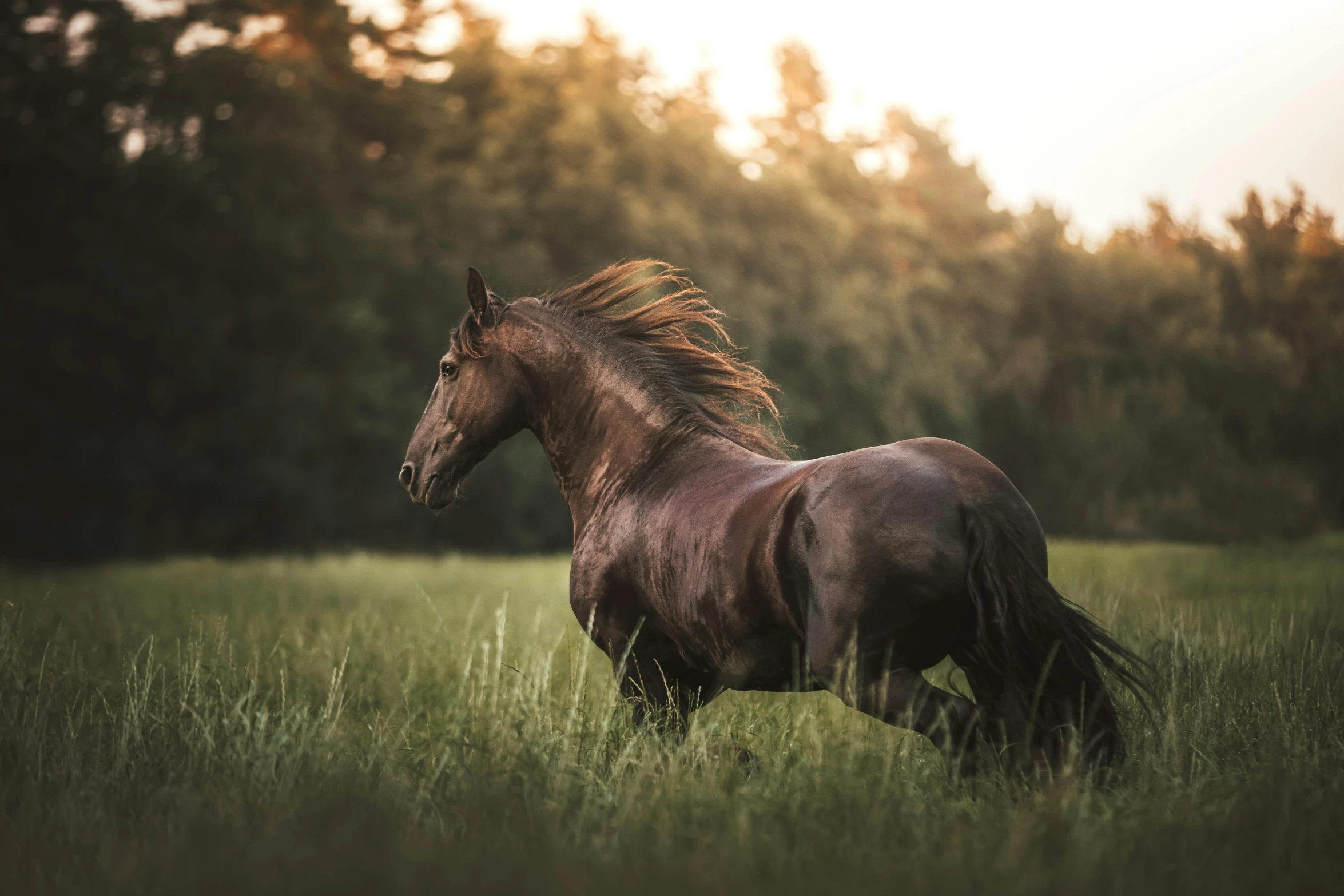 an alert horse running through the grass in the woods