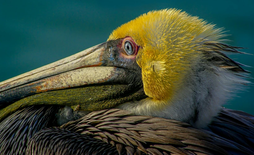 a close up view of a pelican with yellow on his beak