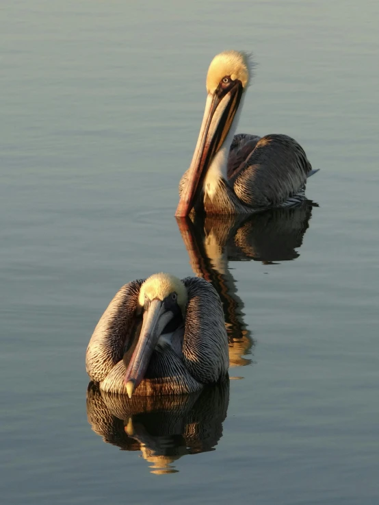 two large birds with long beaks are standing in the water