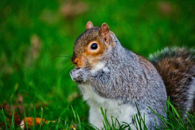 a squirrel eating seeds in a grassy field