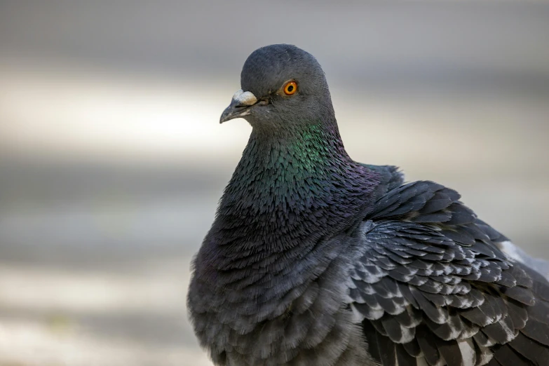 close up of a gray bird with yellow eyes