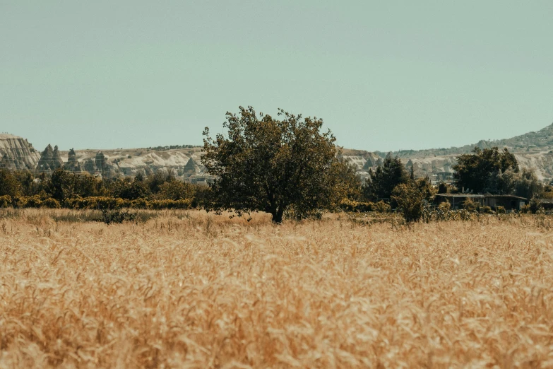 a field of tall grass with some mountains in the background