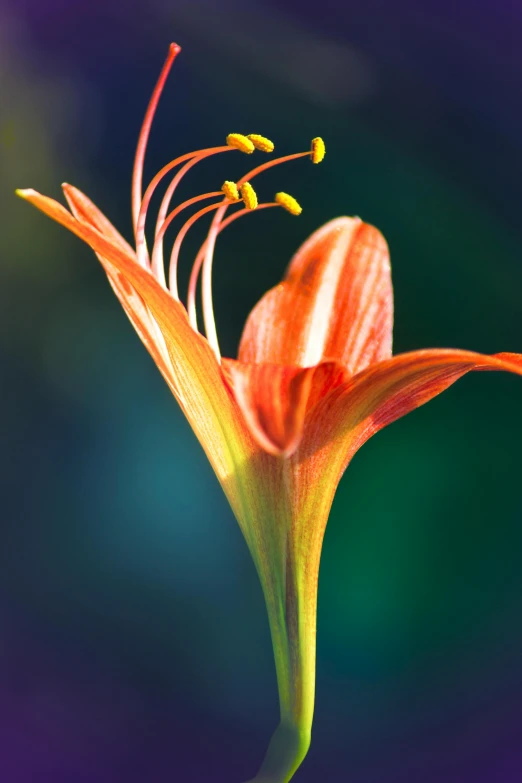 a flower is shown with the end stigmas