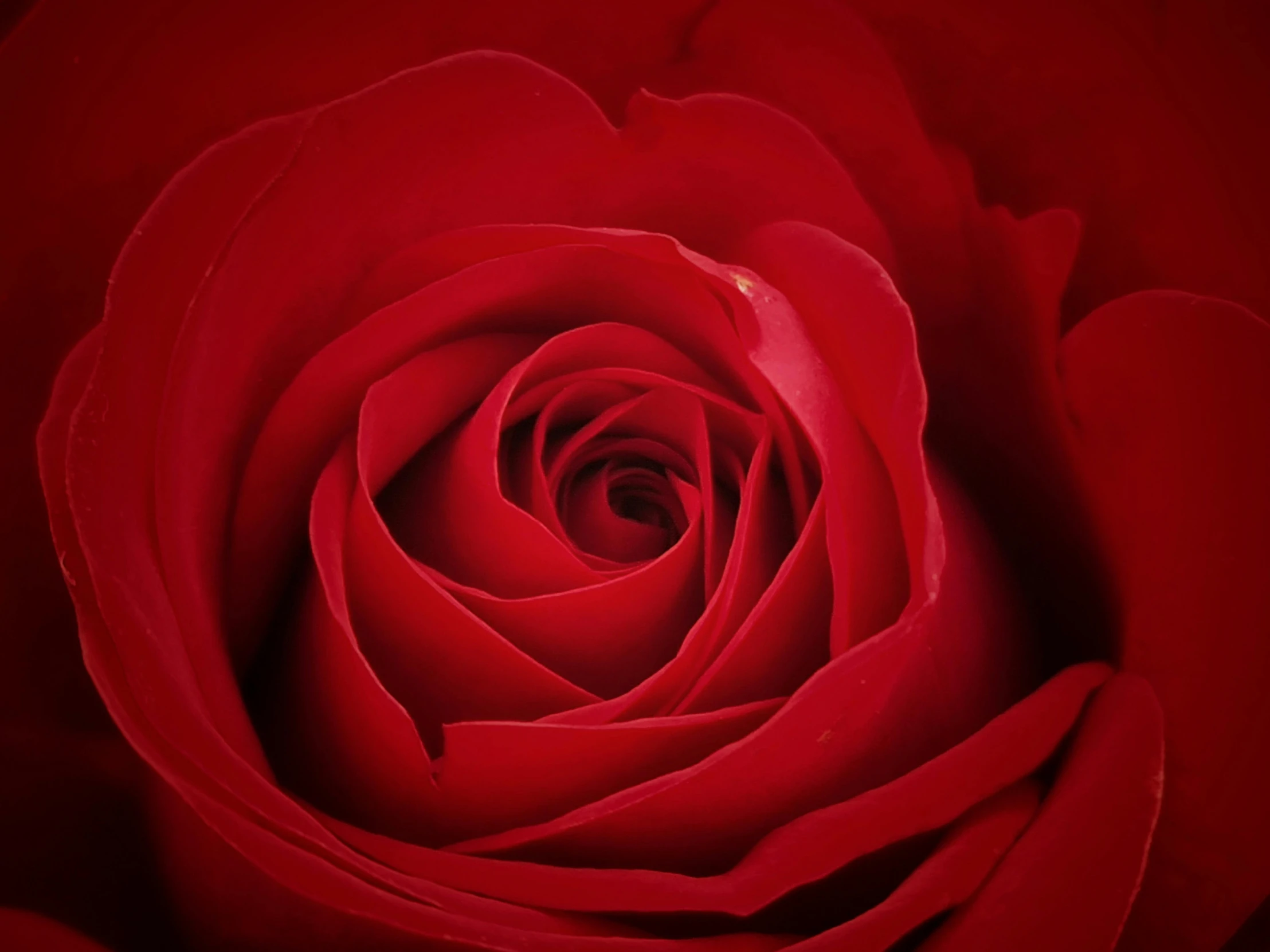 close up view of the center and petals of a rose