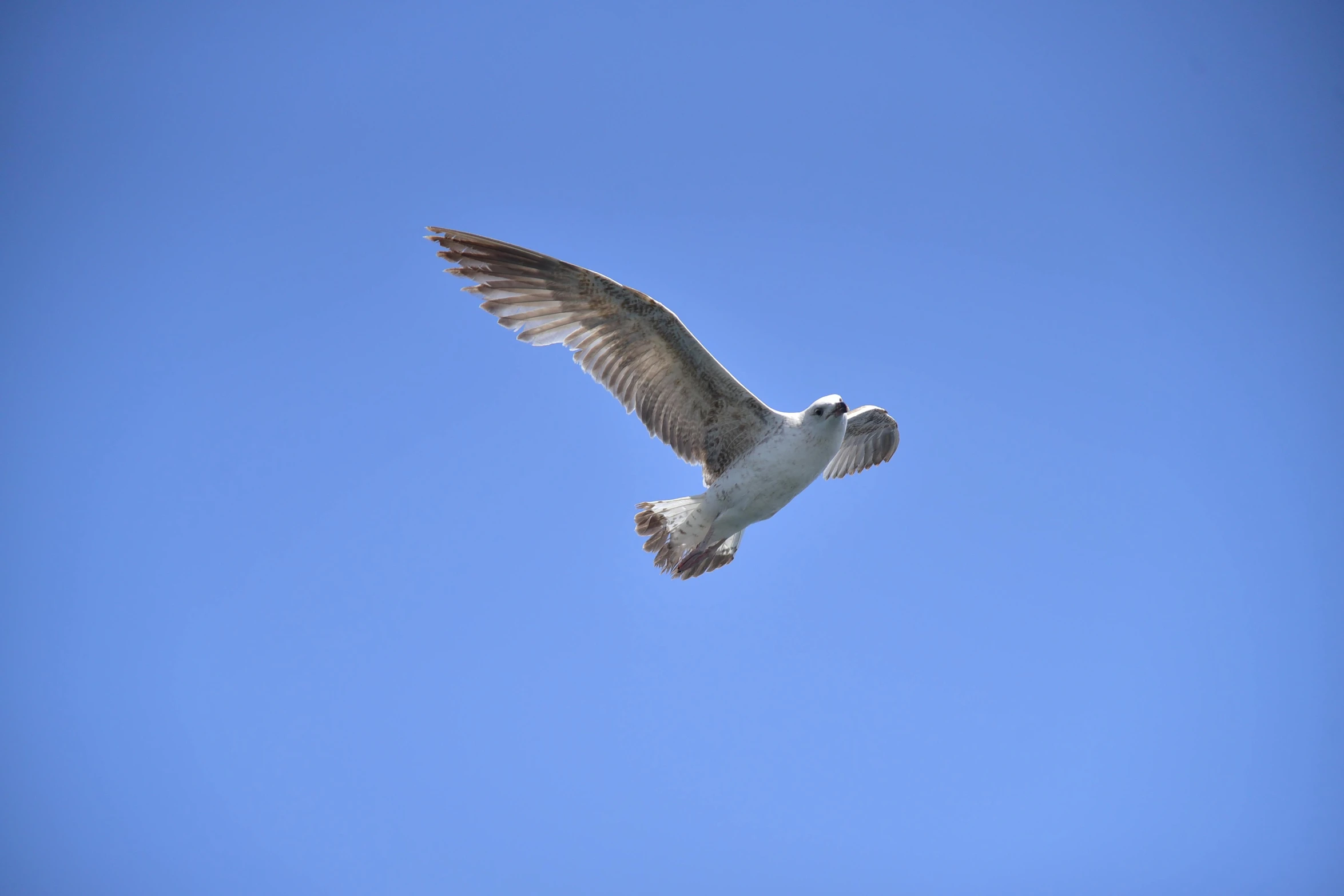 the seagull is flying high in the clear sky