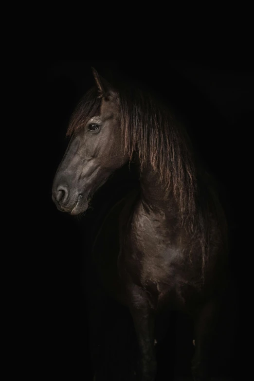 black and brown horse with his face hidden by his mane