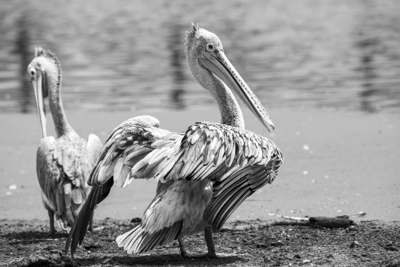 two pelicans are standing in the sand near the water