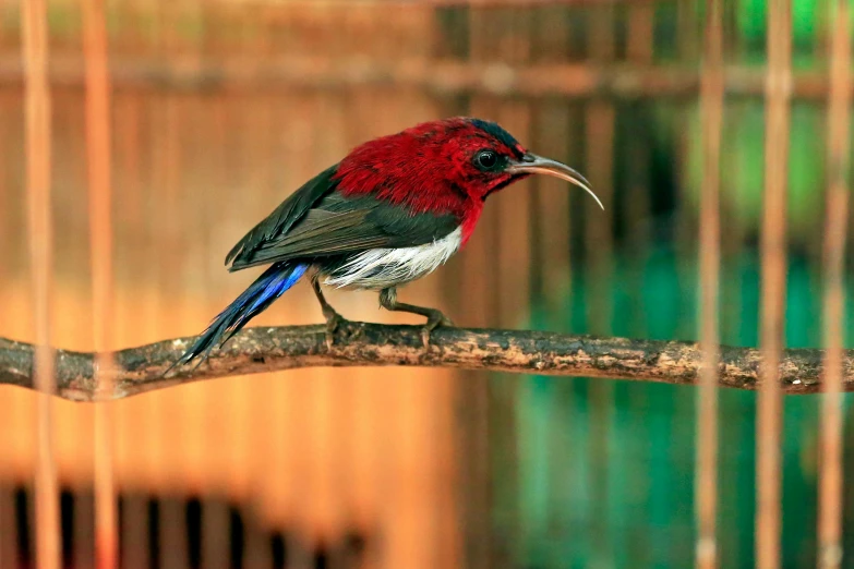 a multicolored bird is perched on a nch