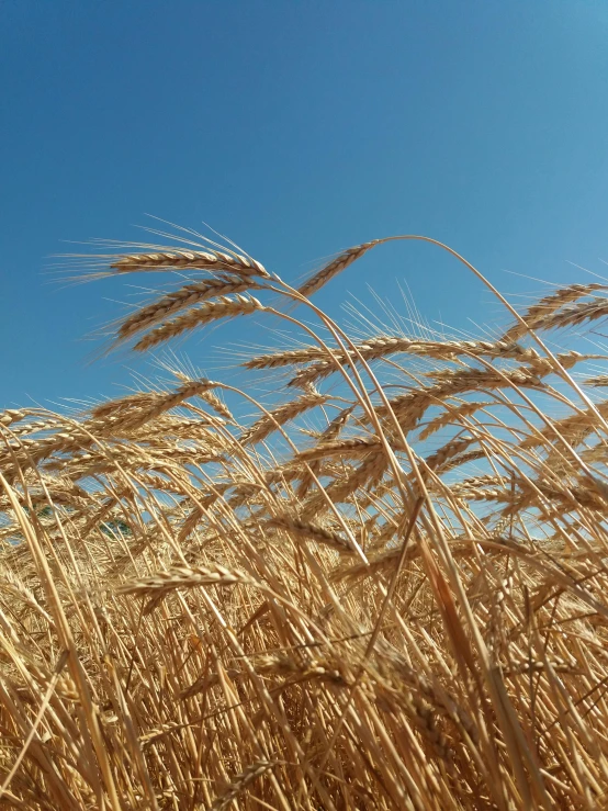 the sky is almost hidden by the long golden grass