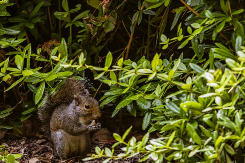 a squirrel is shown eating in the bushes
