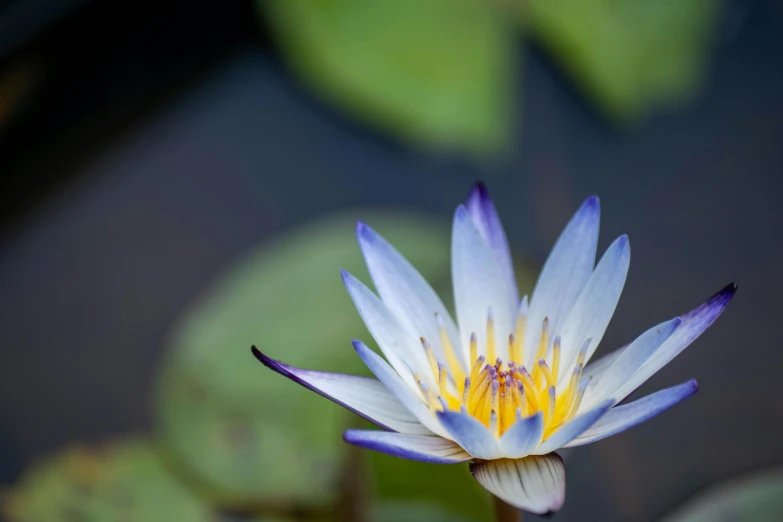 water lily in bloom and growing among green leaves