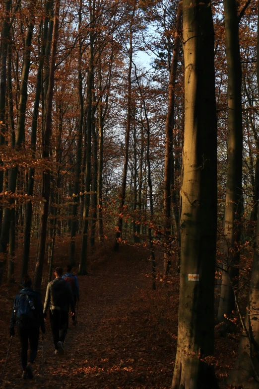 two men walking in the woods with backpacks