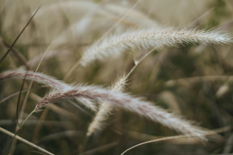 a grass field with some long thin white grass