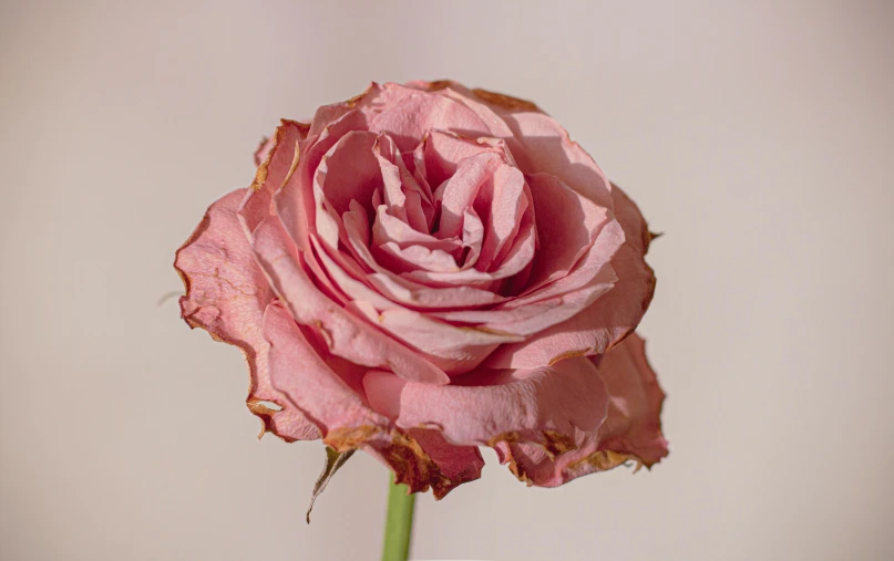 this flower has one pinkish rose in it