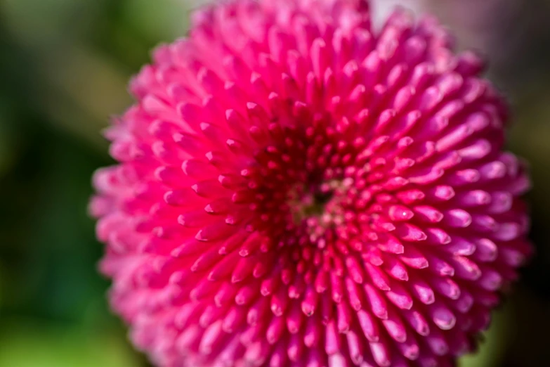 the center of a pink flower with raindrops on it