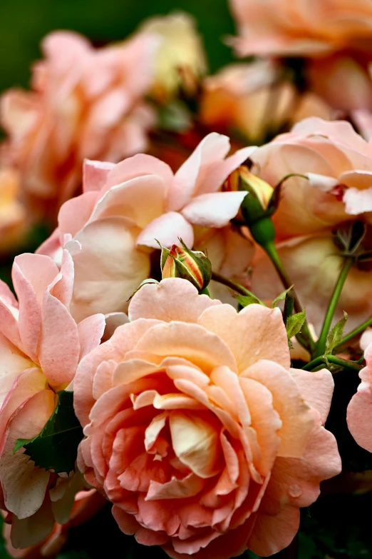 a close - up of the very pink and green flowers