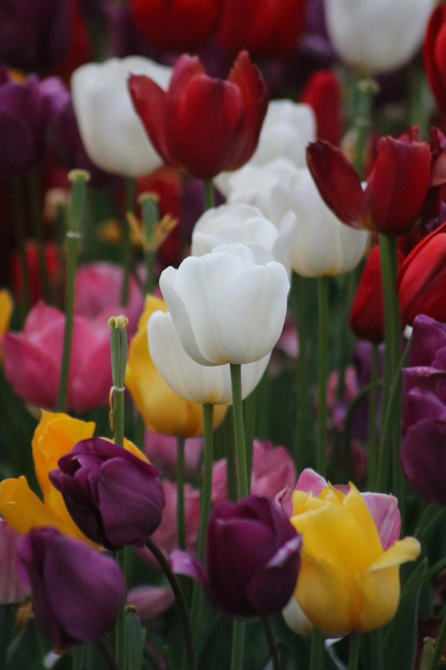 many different flowers are in a field with the one flower is red, yellow and purple