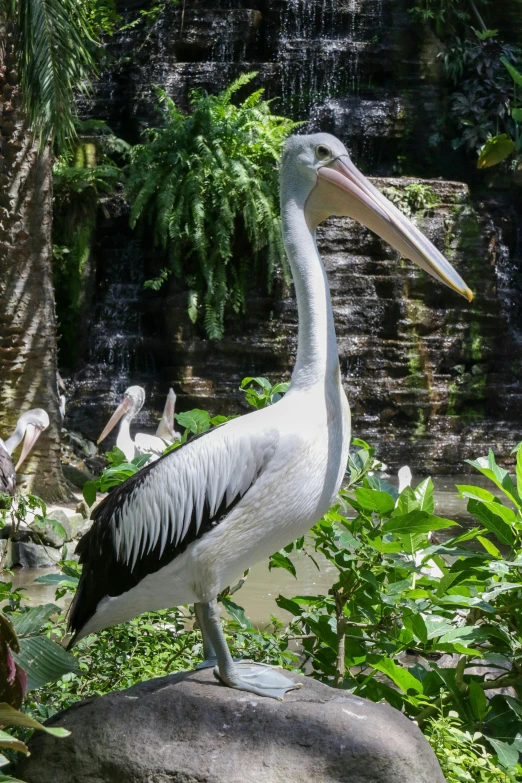 pelicans and other aquatic animals in a pond at a zoo