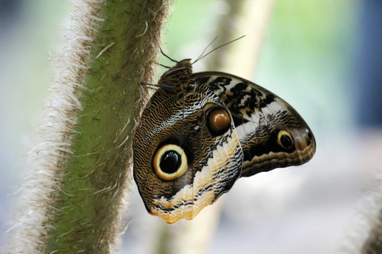 the small erfly is looking in the tree