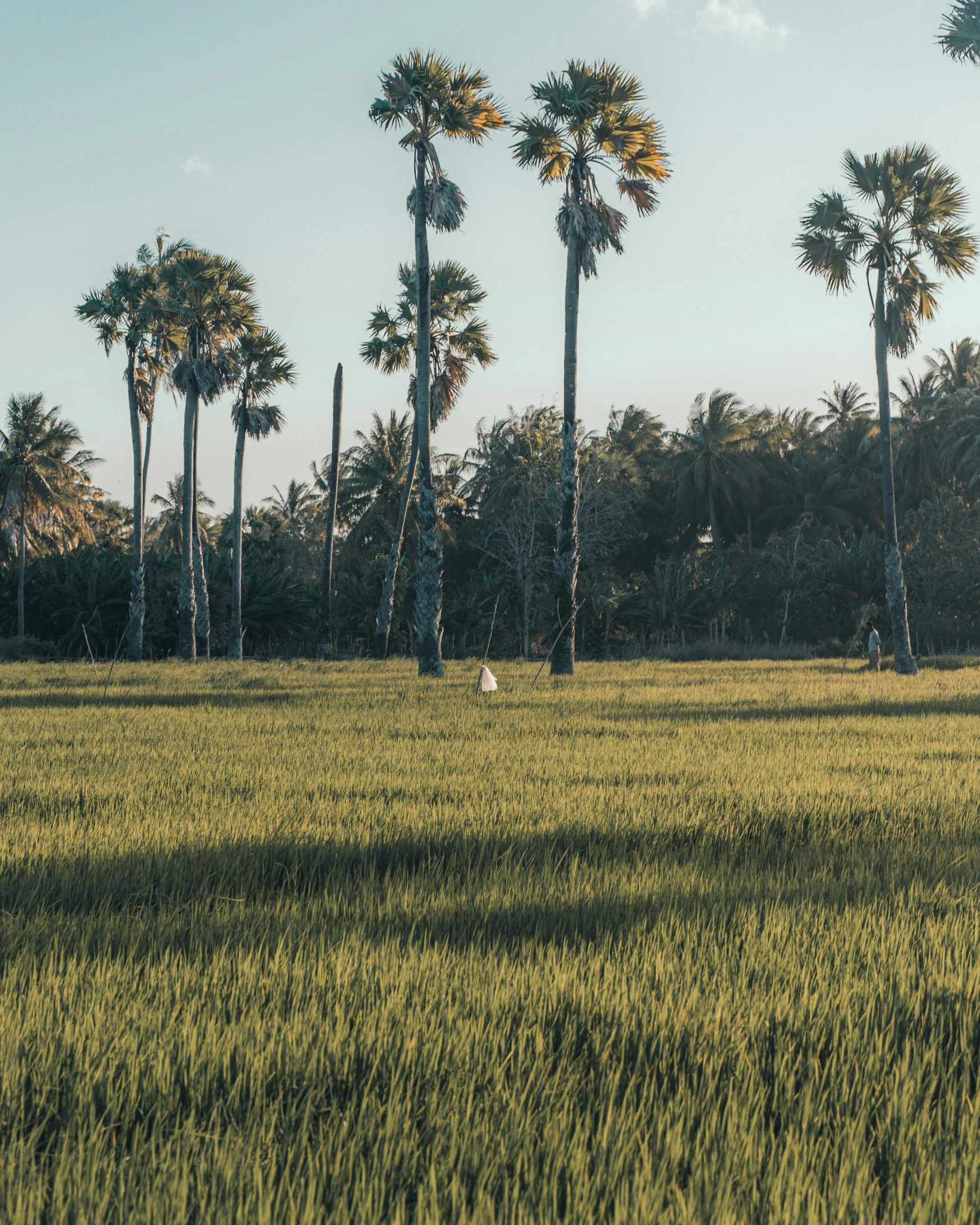 several people walking in the grass with palm trees behind them