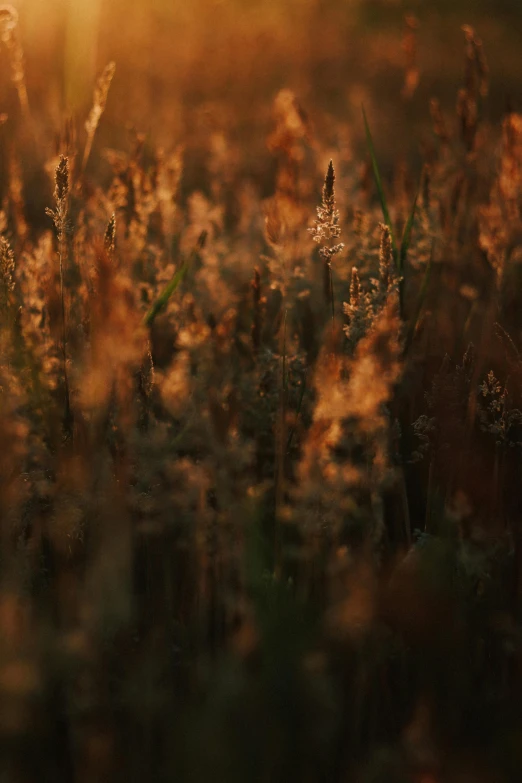 the sunlight is shining through the tall grass