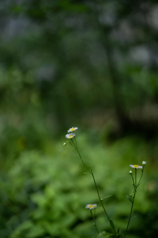 there is green foliage behind the weeds