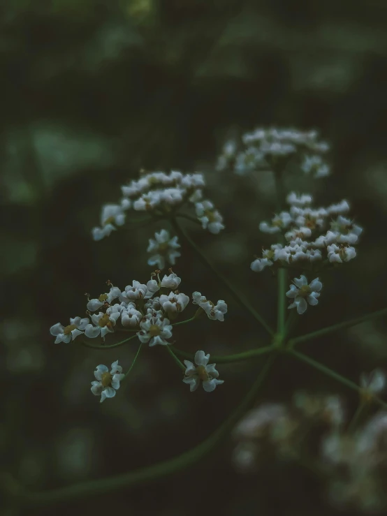 flowers that are growing on top of each other