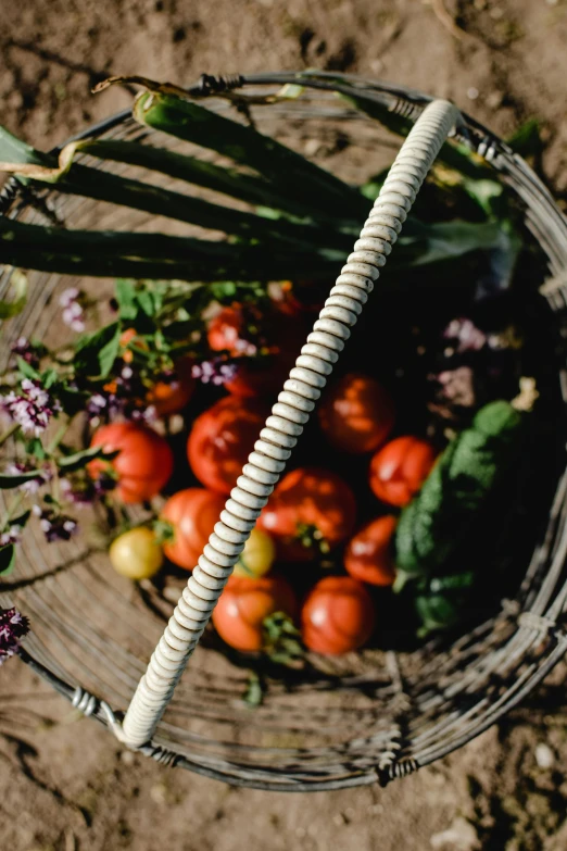 a basket filled with fresh garden grown tomatoes