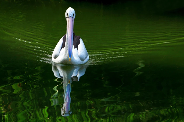 a single swan floats on the green waters