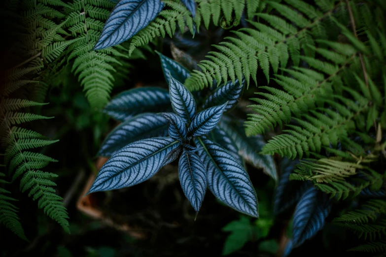 green leaves and blue and white colors grow in the bush