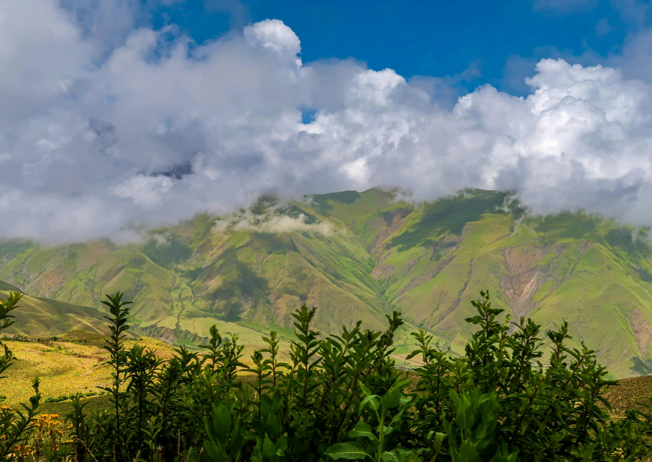 mountains covered in clouds and trees are seen through the foliage