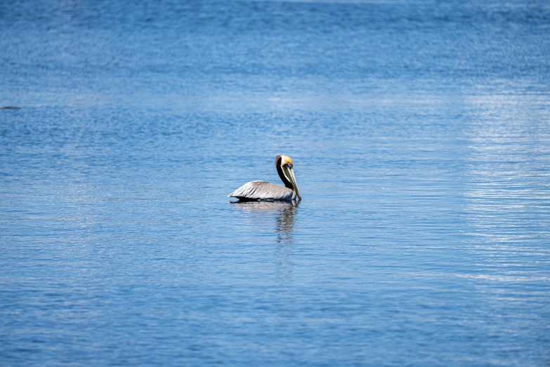 a bird floating on top of a lake next to a shore