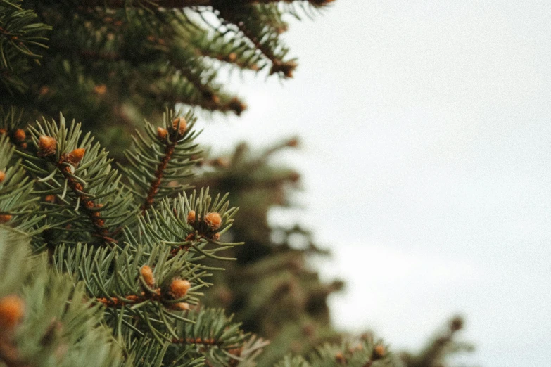 the tree has many cones and small leaves