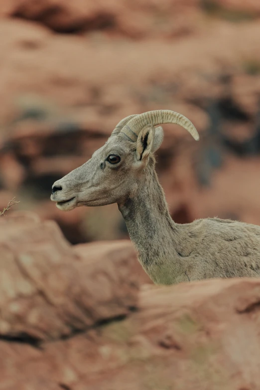 a mountain goat standing on a rocky surface