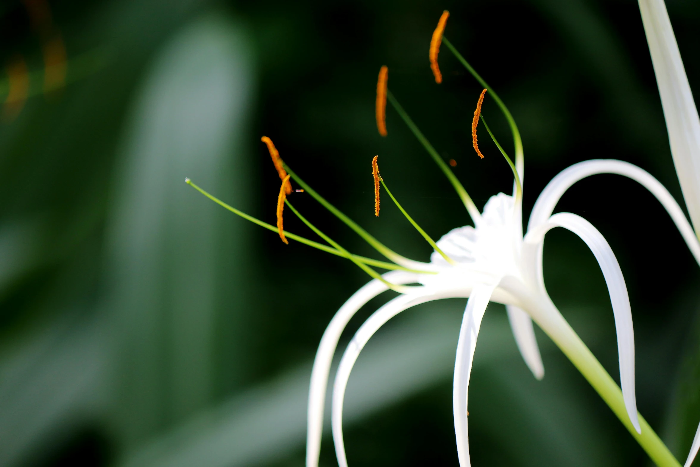 an orange flower with stems sticking out of it