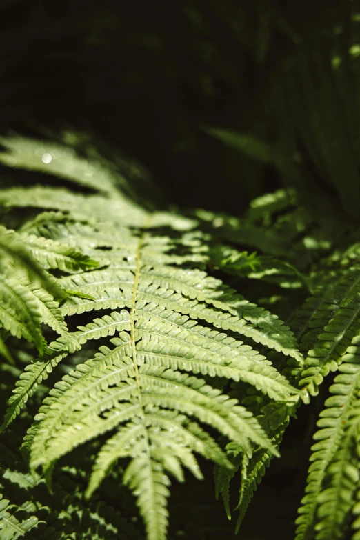 a close up view of a fern plant