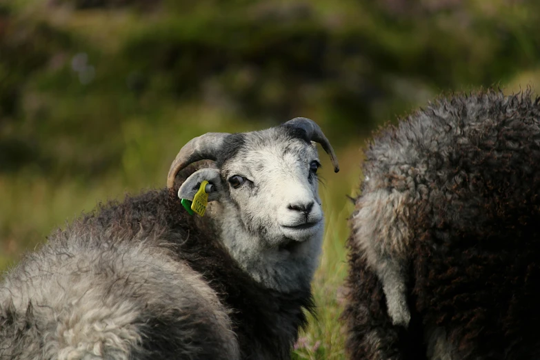 a sheep with horns, and an ear tag looking straight ahead