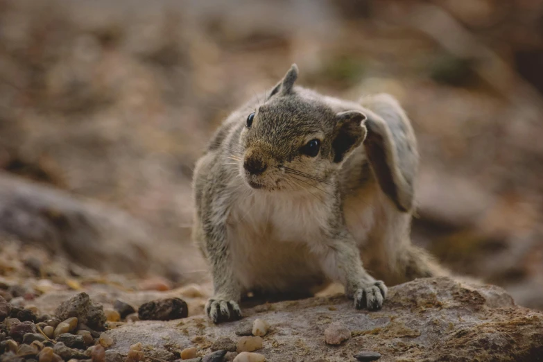 a chipper is standing on the rocks looking around