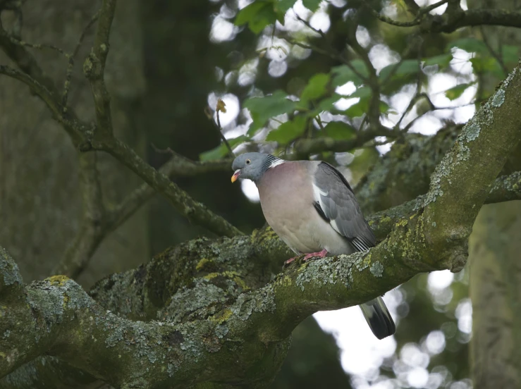 a bird is sitting on a tree limb