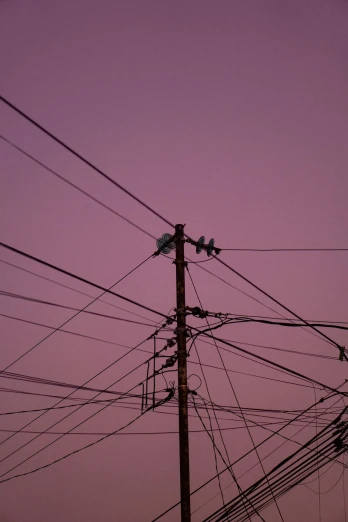 a bird perched on a telephone pole with lots of wires below