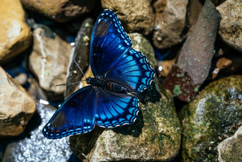 a blue erfly sitting on top of rocks